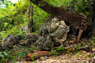Fototapeta na wymiar fairy forest, roots on the stone