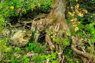 fairy forest, roots on the stone