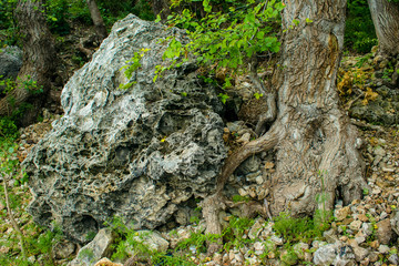 fairy forest, roots on the stone