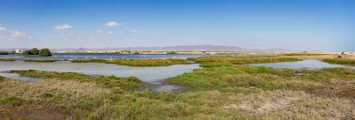 Flamingoes, Salalah, Oman