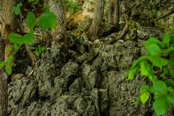 fairy forest, roots on the stone