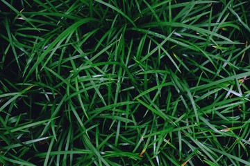Field of fresh green lawn grass texture natural background.