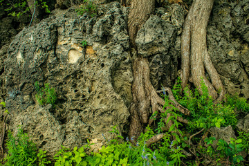 fairy forest, roots on the stone