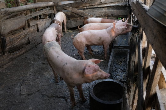 Group of young pigs in local farm, Thailand.
