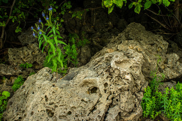 fairy forest, roots on the stone