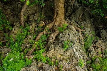 fairy forest, roots on the stone