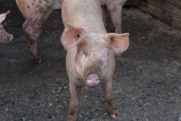 Group of young pigs in local farm, Thailand.