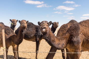 Camels, near Salalah, Oman
