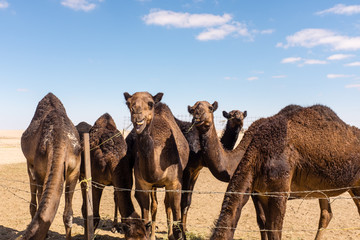 Camels, near Salalah, Oman