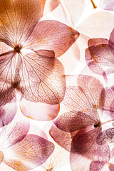 Panele Szklane  różowe kwiaty hortensji na białym tle