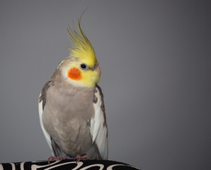 Cute Cockatiel, gray bird isolated on gradient gray background, copy space