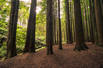 Californian Redwood Forest, Great Otway National Park, Victoria, Australia.