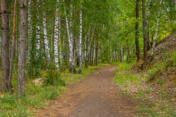 flying forest, landscape, pines