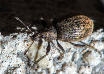 macro insects