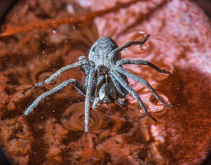 insects