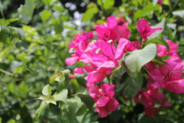 Obraz na płótnie Canvas pink flowers in the tropical garden
