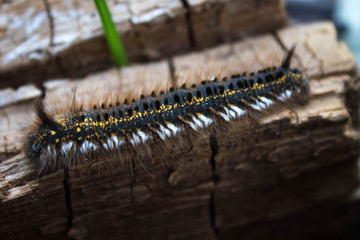 macro insects