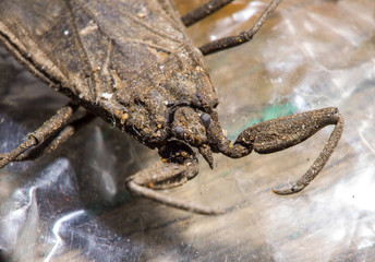 insects