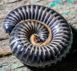 insects