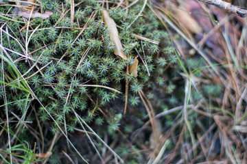 lichen and moss in the forest