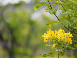 yellow flower bouquet in the park