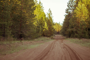 Obraz premium pine forest