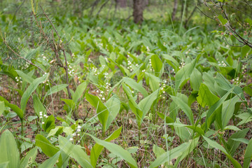 forest flowers