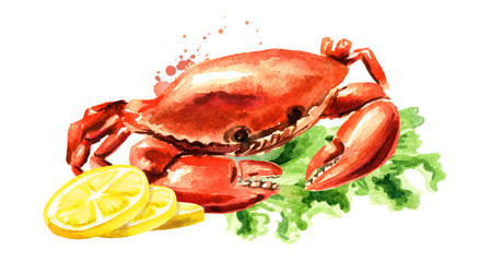 Red cooked crab with lemon, seafood, Watercolor hand drawn illustration isolated on white background