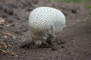 white mushroom