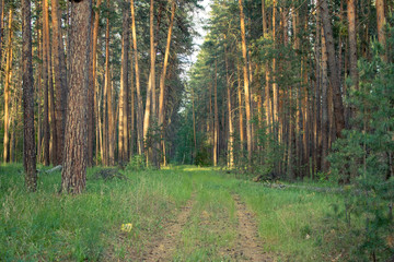 Fototapeta premium pine forest