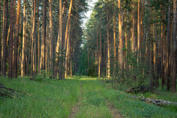 flying forest, landscape, pines