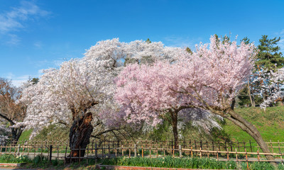 Cherry blossoms full blooming at Tsuruga-jo park, Aizu-wakamatsu, Japan.