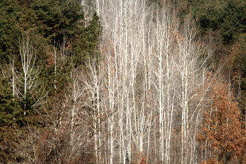 a grove of birch trees 