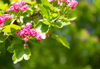 ladybug sitting on a branch with a flower