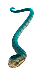 Banded Sea Snake isolated on white background 