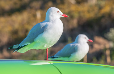 Two seagulls relaxing over a colorful car