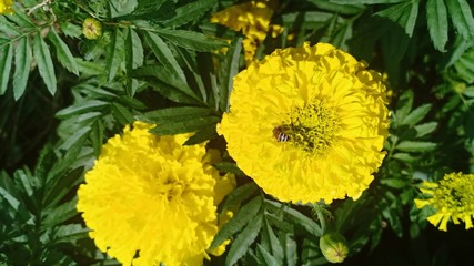 Marigold flower volume 5552