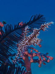 Underwater close-up photography of an ornate ghost pipe fish.