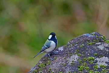 可愛いポーズのシジュウカラ
