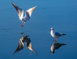 bird landing on ice 