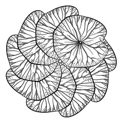 Fototapeta premium Exotic lotus leaves black and white decorative motif