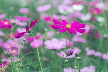 Pink Cosmos flowers  in vintage style