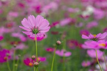 Pink Cosmos flowers  in the garden
