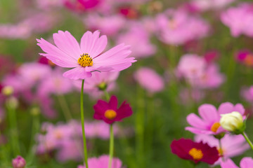 Pink Cosmos flowers