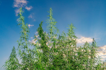 Cannabis leaf, medical marijuana. Cannabis flowers and seeds in green field with back light....