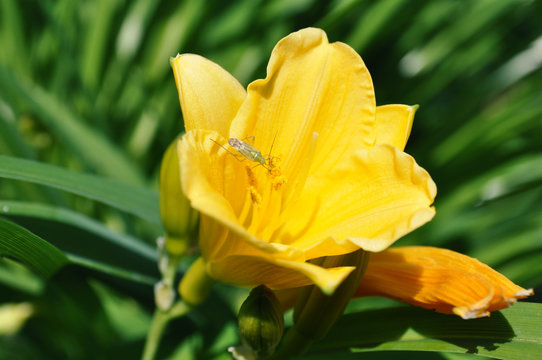 close-up of yellow daylily flower on lawn garden with green capsid insect