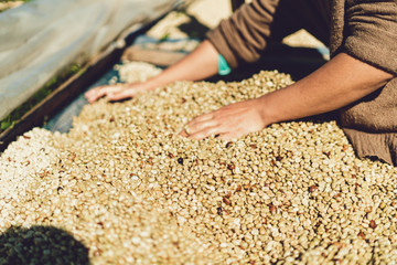 Dried coffee beans And hands are selecting