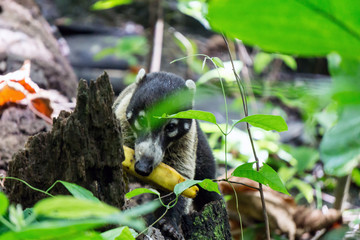 Coatimundi (Coati) in wild eating banana fruit, Corcovado National Park, Costa Rica