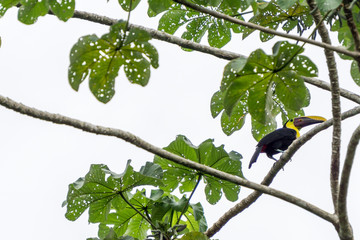 Chestnut Mandibled Toucan in wild - Corcovado National Park, Costa Rica