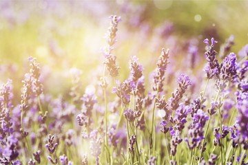 Beautiful violet lavender field